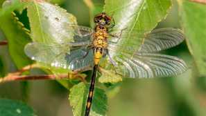 Dragonfly сумнівний, або белонока - це невелика